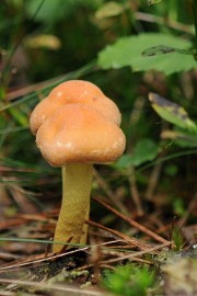 DSC_2905 Ontwakend bos