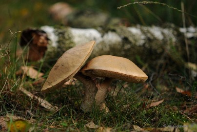 DSC_2934 Ontwakend bos
