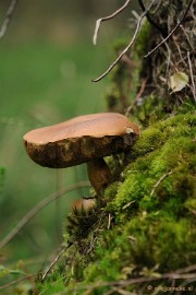 DSC_2954 Ontwakend bos