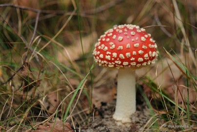 DSC_2970 Ontwakend bos