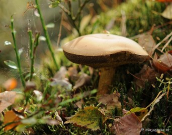 DSC_3033 Ontwakend bos