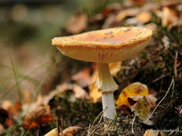 DSC_3037 Ontwakend bos
