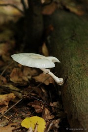 DSC_3121 Ontwakend bos
