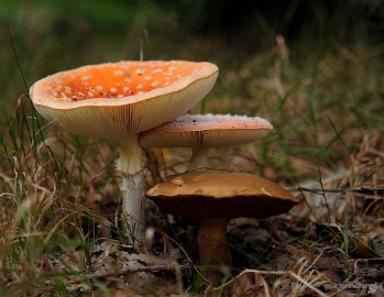 DSC_3195 Ontwakend bos