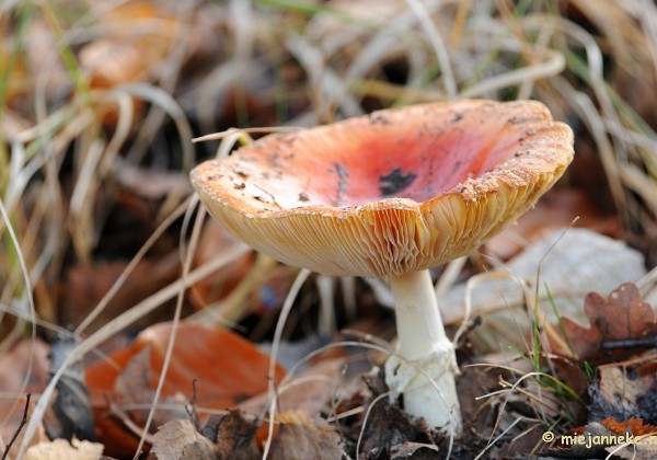 Paddestoelen Arcen