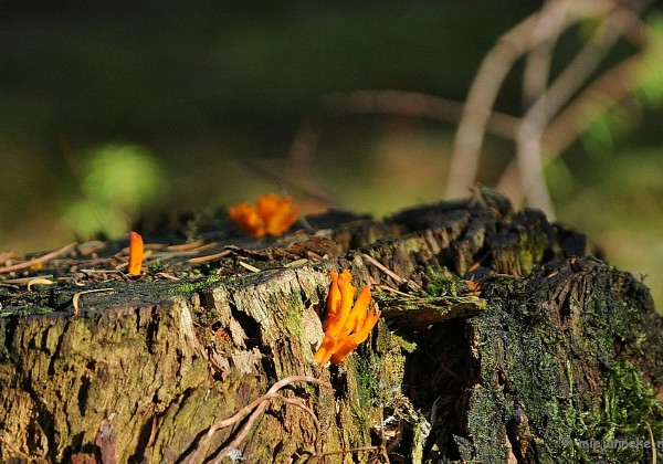 Paddestoelen Veluwe