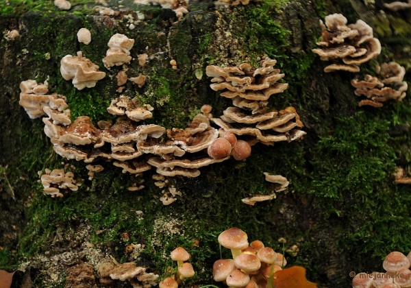 Paddestoelen Wildpark