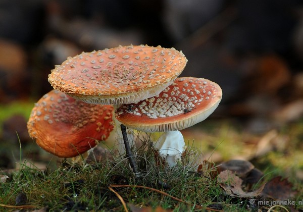 Paddestoelen dierenpark