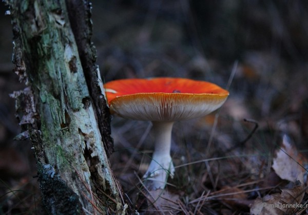 Paddestoelen herfstavond