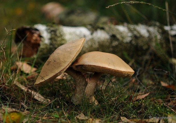 Paddestoelen ontwakend bos