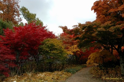 DSC_5861 Herfst in Arcen