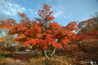 DSC_6344 Herfst in Arcen 2