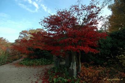 DSC_6374 Herfst in Arcen 2