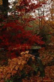 DSC_6466 Herfst in Arcen 2