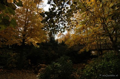 DSC_6557 Herfst in Arcen 2