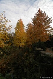 DSC_6563 Herfst in Arcen 2