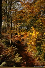 DSC_6609 Herfst in Arcen 2