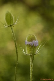 _DSC5076 Stel