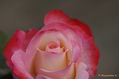 _DSC4632 De laatste rozen
