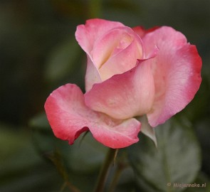 _DSC4635 De laatste rozen
