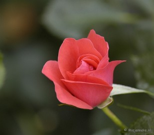 _DSC4687 De laatste rozen