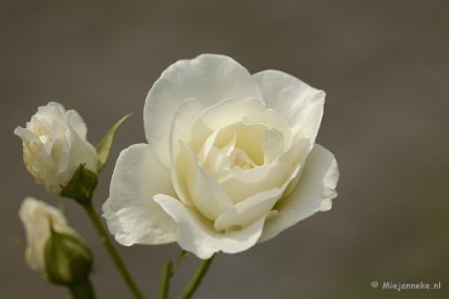 _DSC4771 De laatste rozen