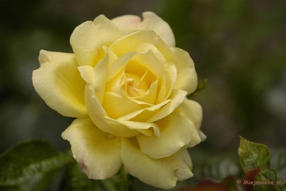 _DSC4806 De laatste rozen