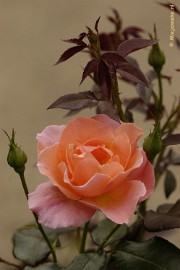 _DSC5215 De laatste rozen