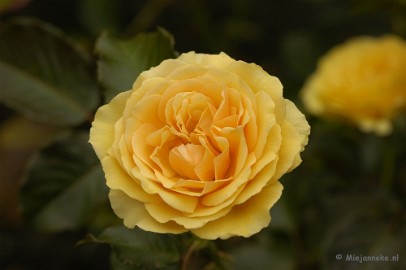 _DSC5225 De laatste rozen