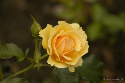 _DSC5231 De laatste rozen