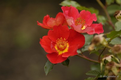 _DSC5306 De laatste rozen
