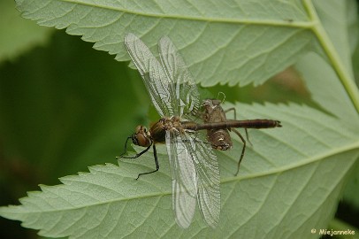 DSC_0711 Arcen