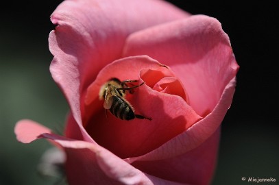 _DSC2106 Arcen