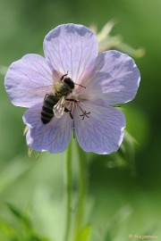 _DSC2234 Arcen
