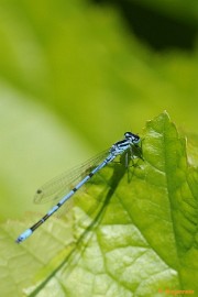 _DSC2261 Arcen