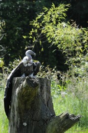 _DSC2265 Arcen