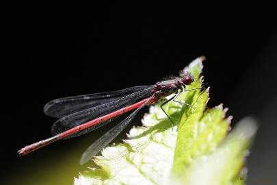 _DSC2329 Arcen