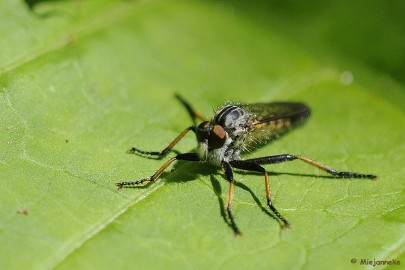 _DSC2351 Arcen