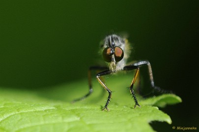 _DSC2360 Arcen