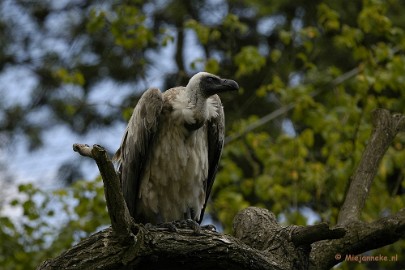 _DSC4826 Arcen