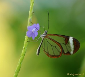 DSC_6761 Vlindertuin Papiliorama