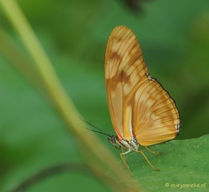 DSC_6811 Vlindertuin Papiliorama