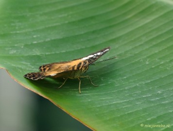 DSC_6813 Vlindertuin Papiliorama