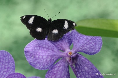 DSC_6884 Vlindertuin Papiliorama