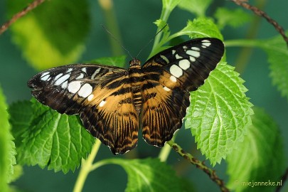 DSC_6894 Vlindertuin Papiliorama