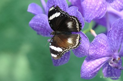 DSC_6906 Vlindertuin Papiliorama
