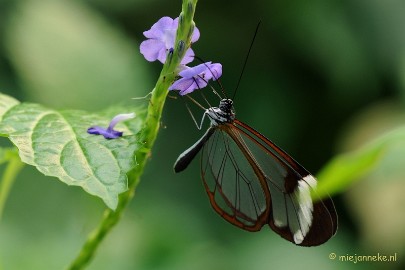 DSC_6928 Vlindertuin Papiliorama