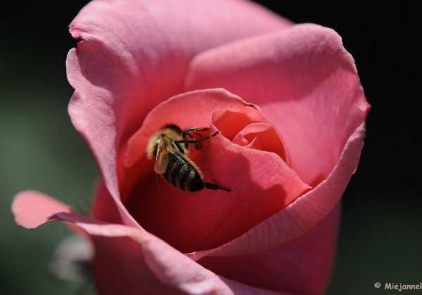 Dieren in Arcen