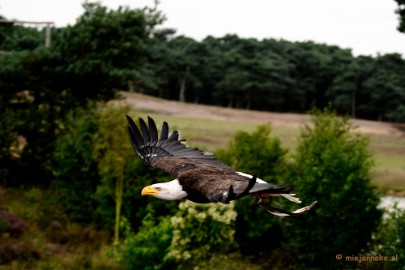 _DSC7484 Beekse Bergen