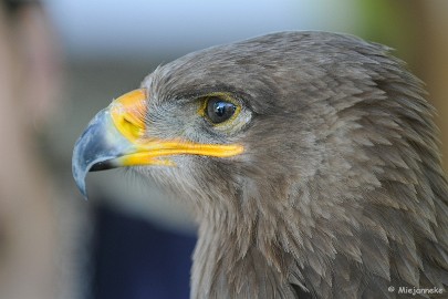 DSC_9410 Falcon Crest 10 mei 2009